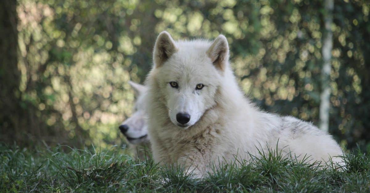 Tennis de table – Pro A : les Loups d’Angers misent sur les retrouvailles pour rebondir